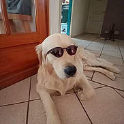 Taïgo participe au concours pour gagner de l'argent avec cette photo : animal, canine, companion, cool, dog, domestic, door, floor, fur, golden_retriever, house, indoor, laying_down, mammal, nose, paw, pet, relaxed, sunglasses, tile
