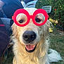 Taïgo a rejoint le concours — aidez-le/la à gagner de superbes lots ! animal, backyard, canine, chair, daylight, dog, funny, fur, glasses, golden_retriever, grass, happy, outdoor, people, pet, portrait, red_glasses, sitting, smiling, tongue_out