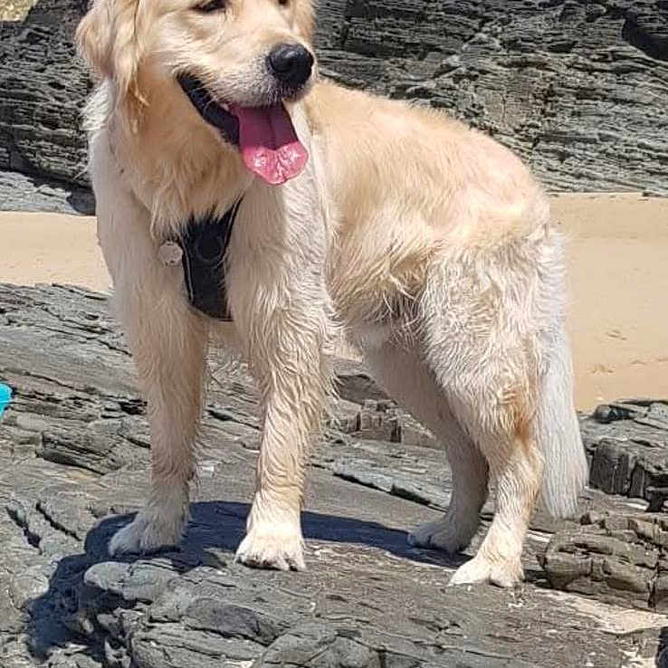 Taïgo
