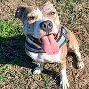 Tia a rejoint le concours — aidez-le/la à gagner de superbes lots ! animal, brown, canine, dirt, dog, ears, friendly, grass, happy, harness, nature, outdoor, paw, pet, playful, sitting, smiling, sunlight, tongue_out, white