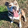 animal, brown, canine, dirt, dog, ears, friendly, grass, happy, harness, nature, outdoor, paw, pet, playful, sitting, smiling, sunlight, tongue_out, white