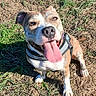 Tia a rejoint le concours — aidez-le/la à gagner de superbes lots ! animal, brown, canine, collar, daytime, dirt, dog, ears, friendly, grass, happy, muzzle, nature, outdoor, pet, playful, sitting, sunlight, tongue_out, white