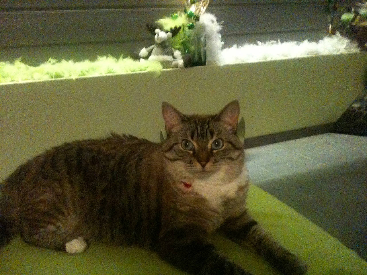 Enya participe au concours pour gagner de l'argent avec cette photo : carnivore, cat, claw, domestic_short_haired_cat, felidae, flowerpot, fur, green, houseplant, paw, pet_supply, plant, sitting, small_to_medium_sized_cats, snout, tail, terrestrial_animal, whiskers