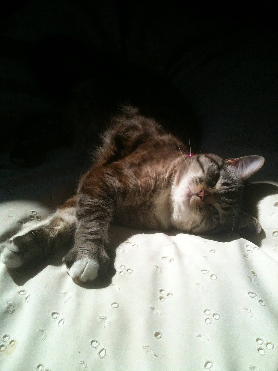 Enya a rejoint le concours — aidez-le/la à gagner de superbes lots ! bed, carnivore, cat, claw, comfort, darkness, domestic_short_haired_cat, felidae, fur, linens, nap, paw, sleep, small_to_medium_sized_cats, tail, terrestrial_animal, whiskers