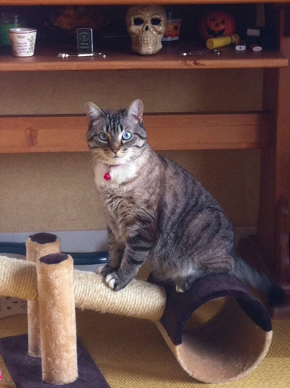 Enya participe au concours pour gagner de l'argent avec cette photo : bookcase, box, carnivore, cat, domestic_short_haired_cat, drawer, felidae, fur, grey, hardwood, picture_frame, shelf, shelving, small_to_medium_sized_cats, snout, table, tail, whiskers, window, wood