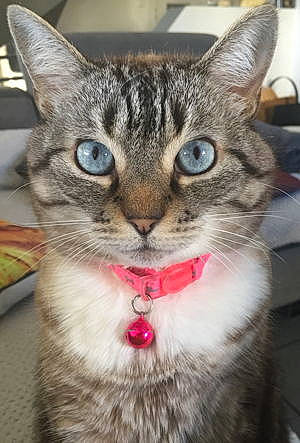 Enya a rejoint le concours — aidez-le/la à gagner de superbes lots ! carnivore, cat, claw, domestic_short_haired_cat, felidae, fur, iris, paw, small_to_medium_sized_cats, snout, whiskers, wildlife, window