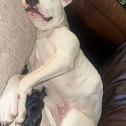 Rufus joined the competition — help win amazing prizes! dog, sleeping, couch, leather, white_dog, black_patch, pet, indoor, resting, cozy, animal, snuggling, relaxed, paw, ear, face, home, furniture, blanket, domestic