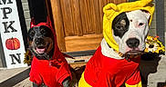 Rufus joined the competition — help win amazing prizes! dog, costume, puppy, outdoor, porch, door, sunlight, fall, pumpkin, flower, red_clothing, yellow_clothing, pet, smiling_dog, cute, animal, decor, holiday, happy, sitting