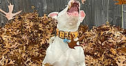 Rufus is registered to the contest to win money with this photo: autumn_leaves, backyard, canine, collar, dog, excited, fall, falling_leaves, fence, jumping_dog, leaf_pile, leaves, mouth_open, nature, orange_collar, outdoor, pet, playful, white_dog, wooden_fence