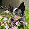 dog, flower, pink_flower, garden, greenery, outdoor, animal, pet, nature, closeup, sniffing, sunlight, leaf, plant, canine, ears, fur, portrait, background_blur, spring