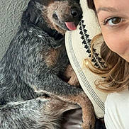 Servi is registered to the contest to win money with this photo: dog, person, couch, pillow, relaxed, sleeping_dog, tongue_out, smiling, close_up, indoor, brown_eyes, short_hair, black_collar, furniture, cozy, resting, happy, pet, companion, casual