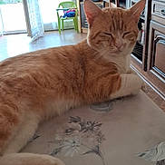 Garfield a rejoint le concours — aidez-le/la à gagner de superbes lots ! cat, orange_cat, white_paws, sleepy, relaxed, lying_down, indoor, home, table, tablecloth, floral_pattern, living_room, furniture, chair, television, cabinet, window, sunlight, pet, close_up
