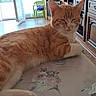 cat, orange_cat, white_paws, sleepy, relaxed, lying_down, indoor, home, table, tablecloth, floral_pattern, living_room, furniture, chair, television, cabinet, window, sunlight, pet, close_up