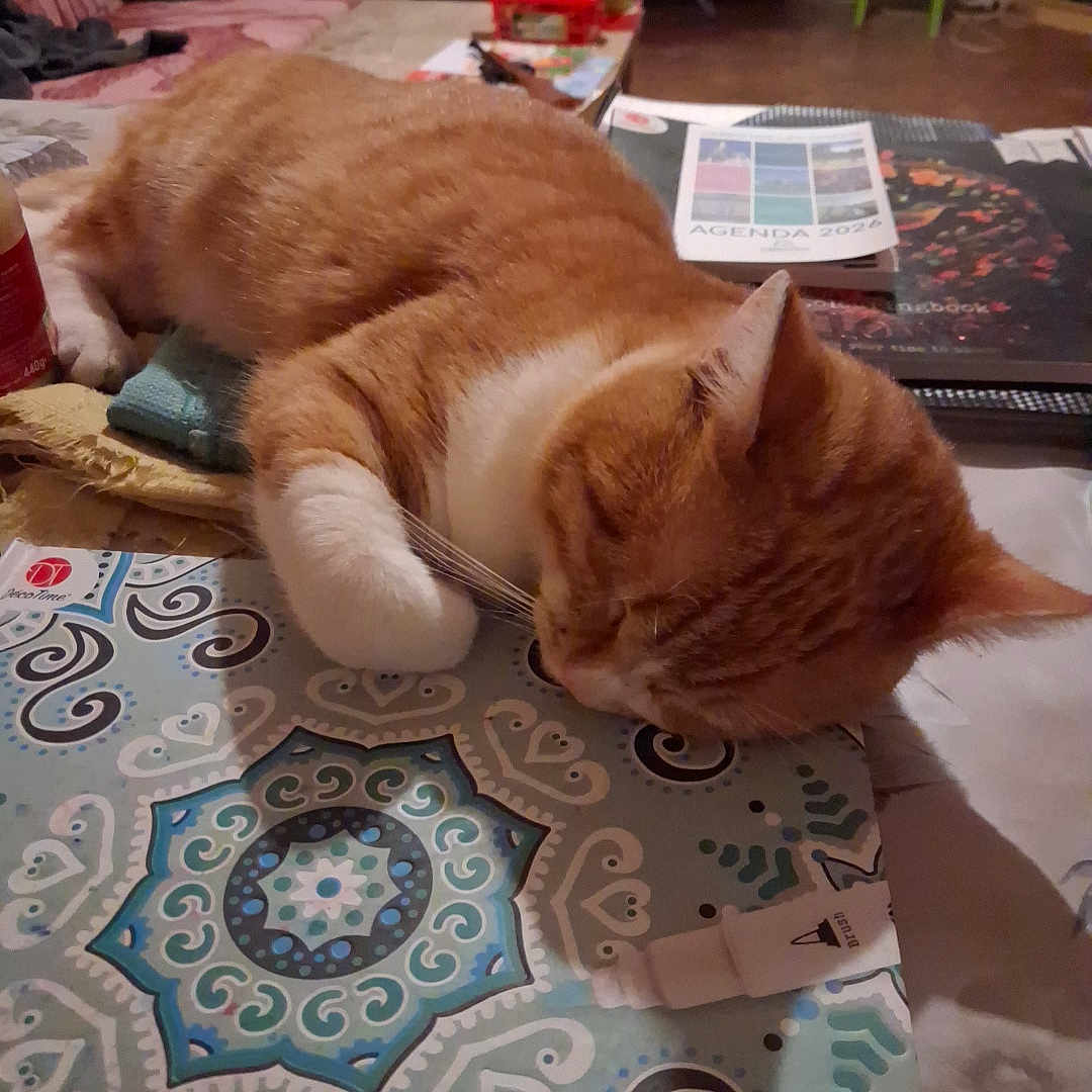 Garfield a rejoint le concours — aidez-le/la à gagner de superbes lots ! cat, orange_cat, white_cat, sleeping, sleepy, resting, lying_down, indoor, home, table, tablecloth, patterned_surface, cozy, relaxed, pet, furry, whiskers, ears, paw, household_items