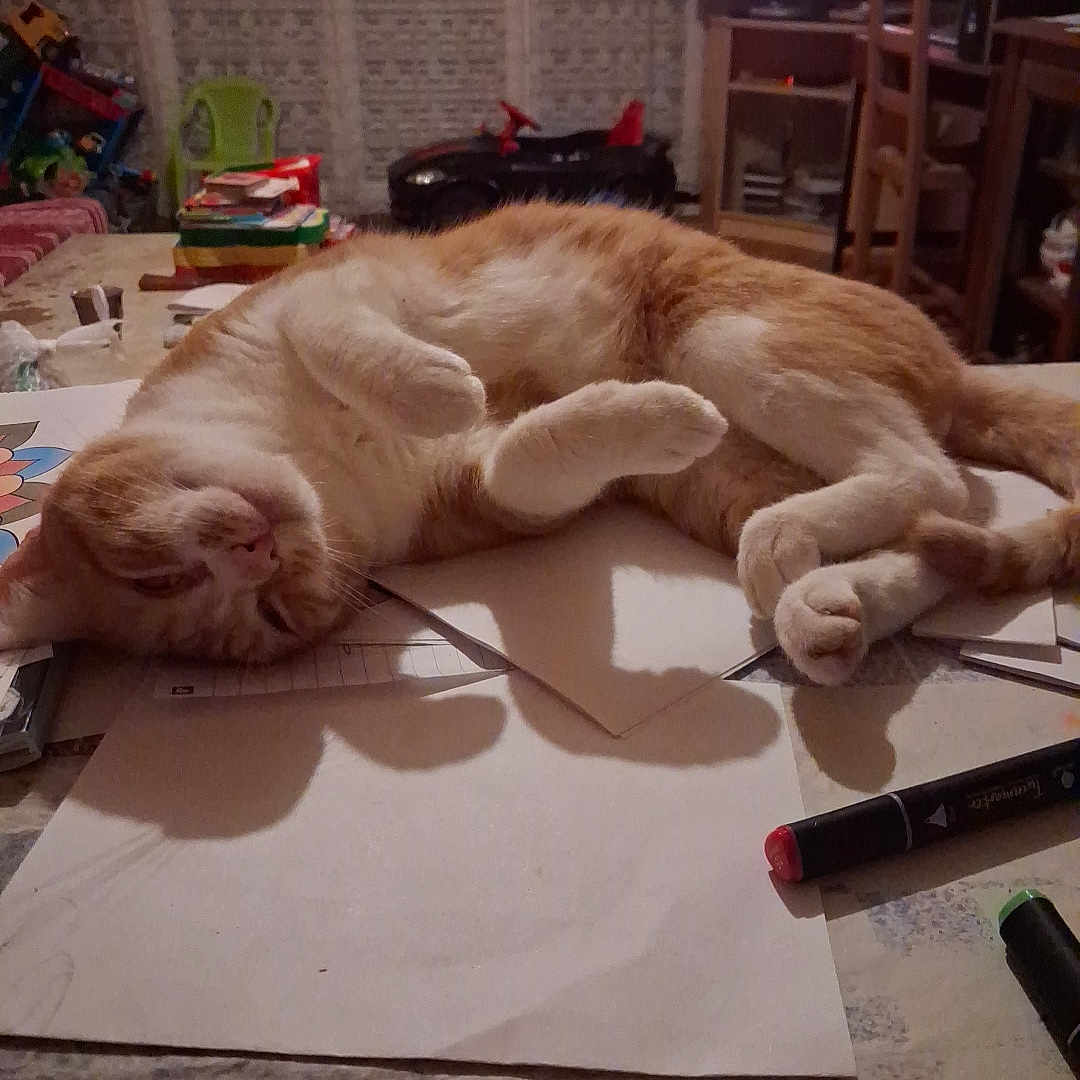 Garfield