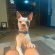 Bo. joined the competition — help win amazing prizes! dog, living_room, person, knees, paws, blue_collar, ears, wooden_wall, television, rug, floor, table, door, indoor, furniture, home, pet, animal, curious, brown_and_white