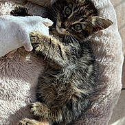 Stanley is registered to the contest to win money with this photo: kitten, tabby, cat, pet, plush_toy, soft_bed, cozy, sunlight, furry, cute, animal, indoor, relaxed, paw, toy_mouse, resting, young_cat, feline, comfort, sleepy