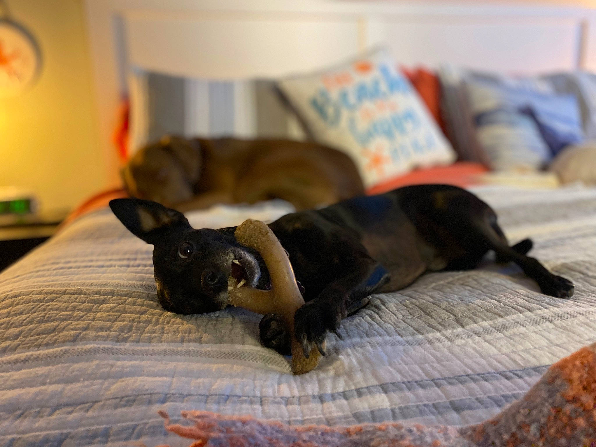 Pixie is registered to the contest to win money with this photo: canidae, carnivore, comfort, companion_dog, dog, dog_breed, dog_supply, fawn, felidae, hardwood, linens, liver, nap, pet_supply, snout, sporting_group, toy_dog, whiskers, wood, working_animal