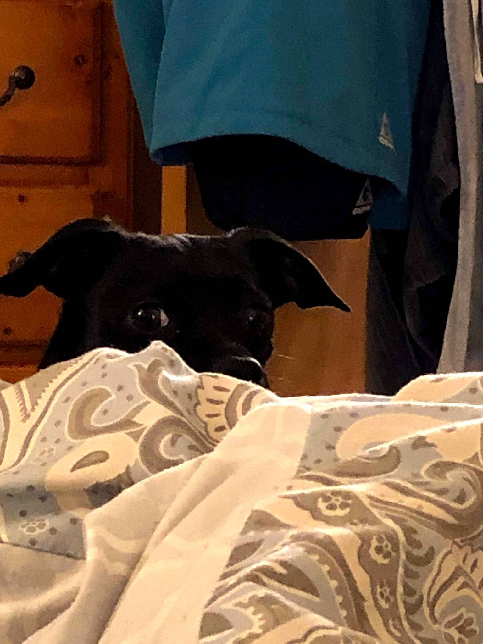 Pixie joined the competition — help win amazing prizes! carnivore, comfort, companion_dog, dog, dog_breed, flooring, fur, guard_dog, linens, non_sporting_group, room, shadow, sleeve, sporting_group, t_shirt, tail, toy_dog, wood, working_animal