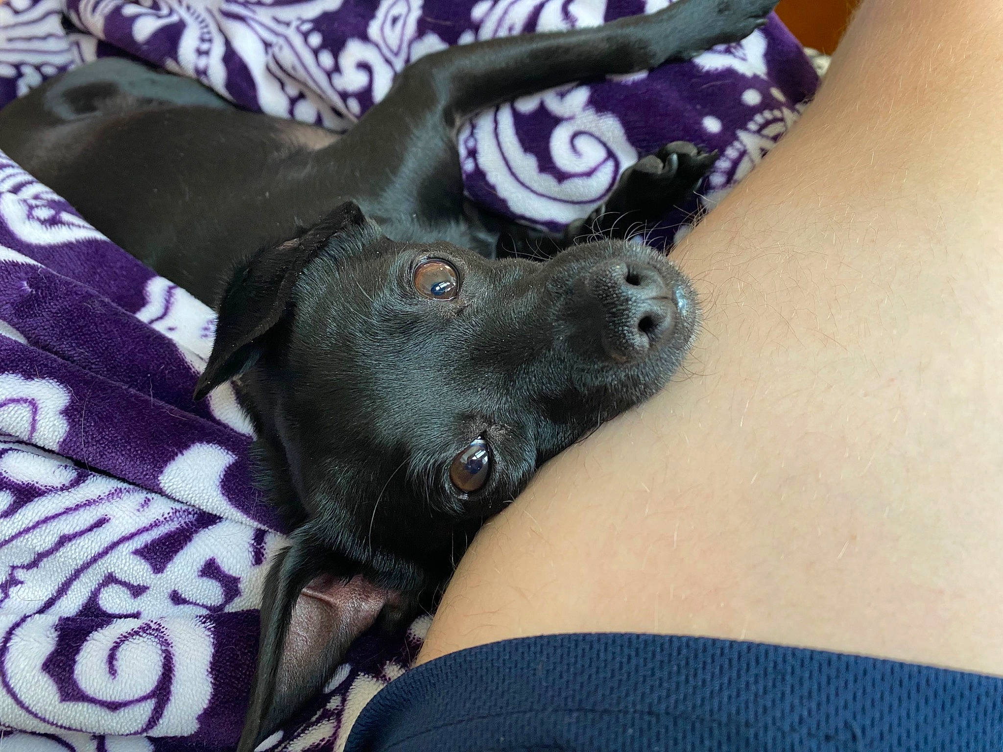 Pixie joined the competition — help win amazing prizes! canidae, carnivore, collar, companion_dog, dog, dog_breed, dog_collar, dog_supply, fashion_accessory, fawn, fur, grey, guard_dog, non_sporting_group, paw, snout, sporting_group, toy_dog, whiskers, working_animal