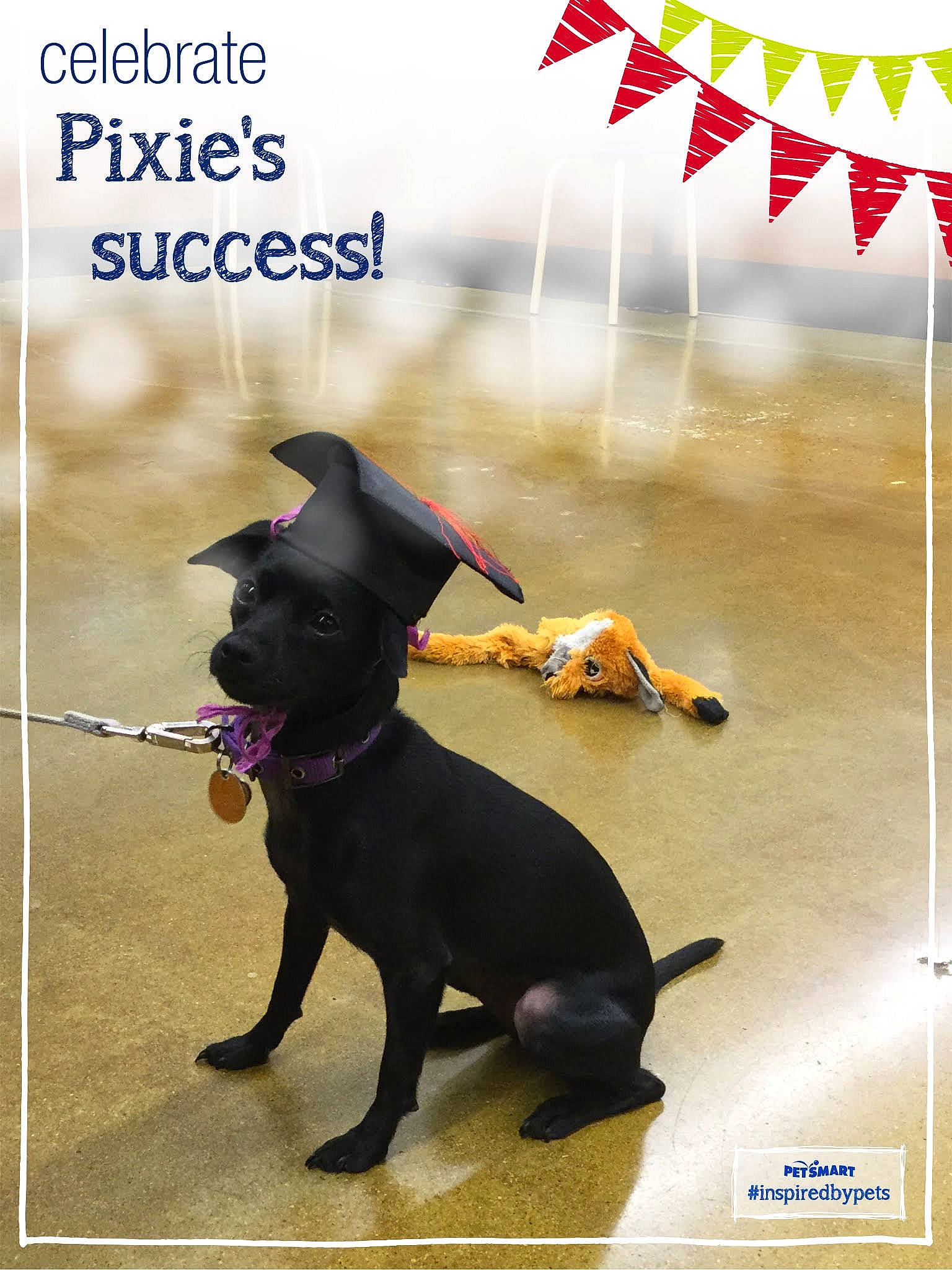 Pixie is registered to the contest to win money with this photo: advertising, canidae, carnivore, collar, companion_dog, dog, dog_breed, dog_supply, event, fashion_accessory, flag, font, happy, pet_supply, photo_caption, snout, sporting_group, tail, working_animal, working_dog