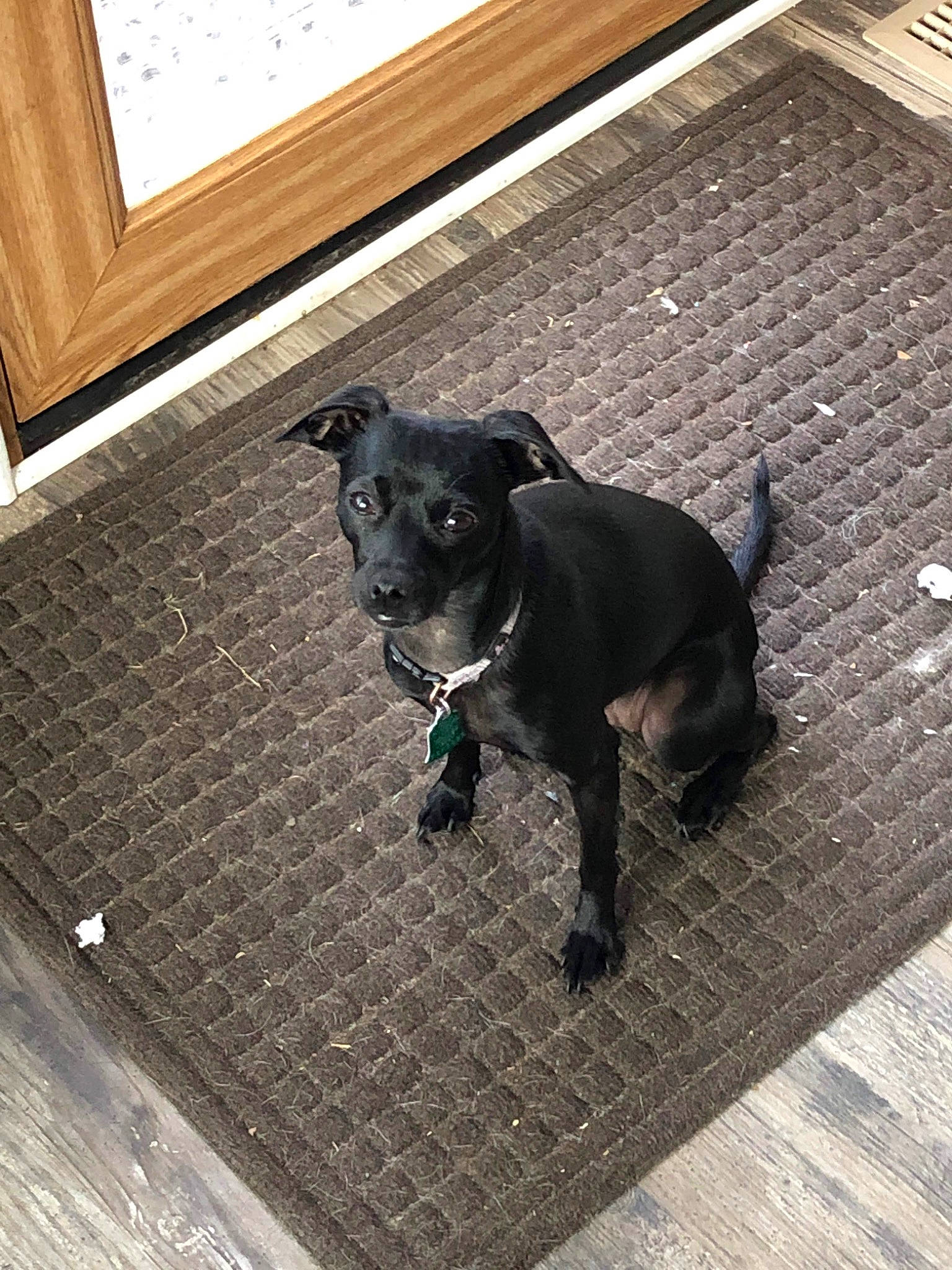 Pixie joined the competition — help win amazing prizes! borador, canidae, carnivore, collar, companion_dog, dog, dog_breed, dog_collar, floor, flooring, grey, guard_dog, hardwood, leash, pet_supply, road_surface, snout, tail, wood, working_animal