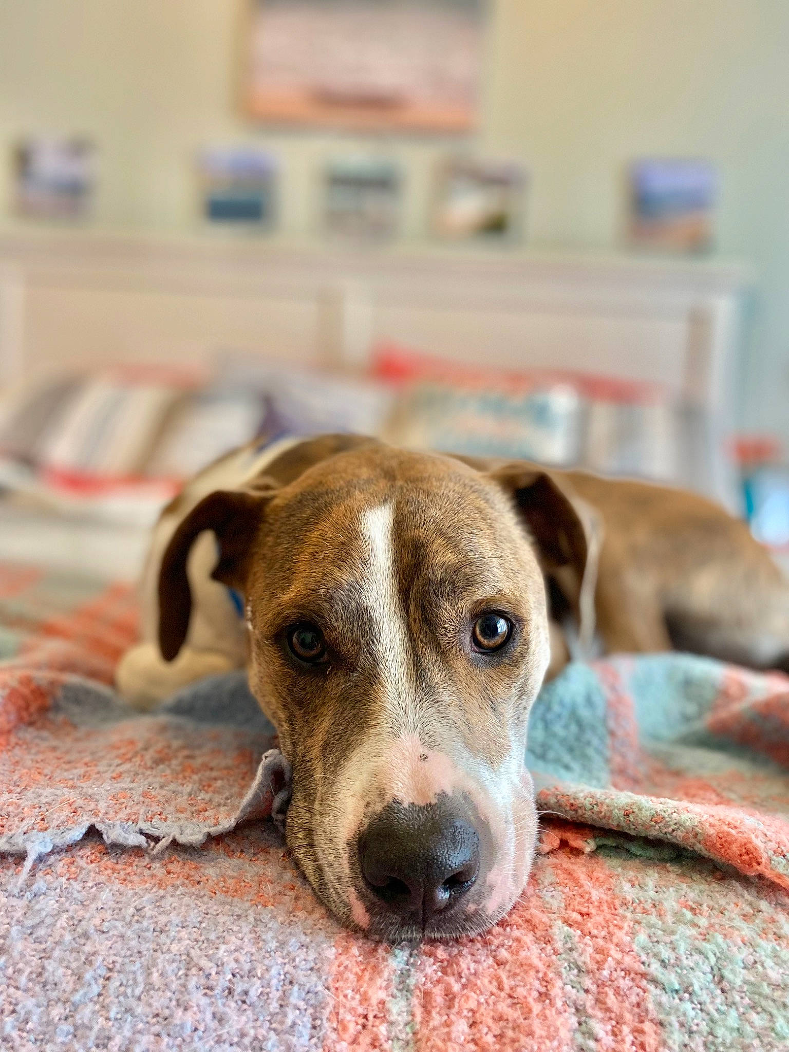 Fred is registered to the contest to win money with this photo: canidae, carnivore, companion_dog, dog, dog_breed, fawn, flooring, hardwood, non_sporting_group, terrestrial_animal, whiskers, wood, working_animal