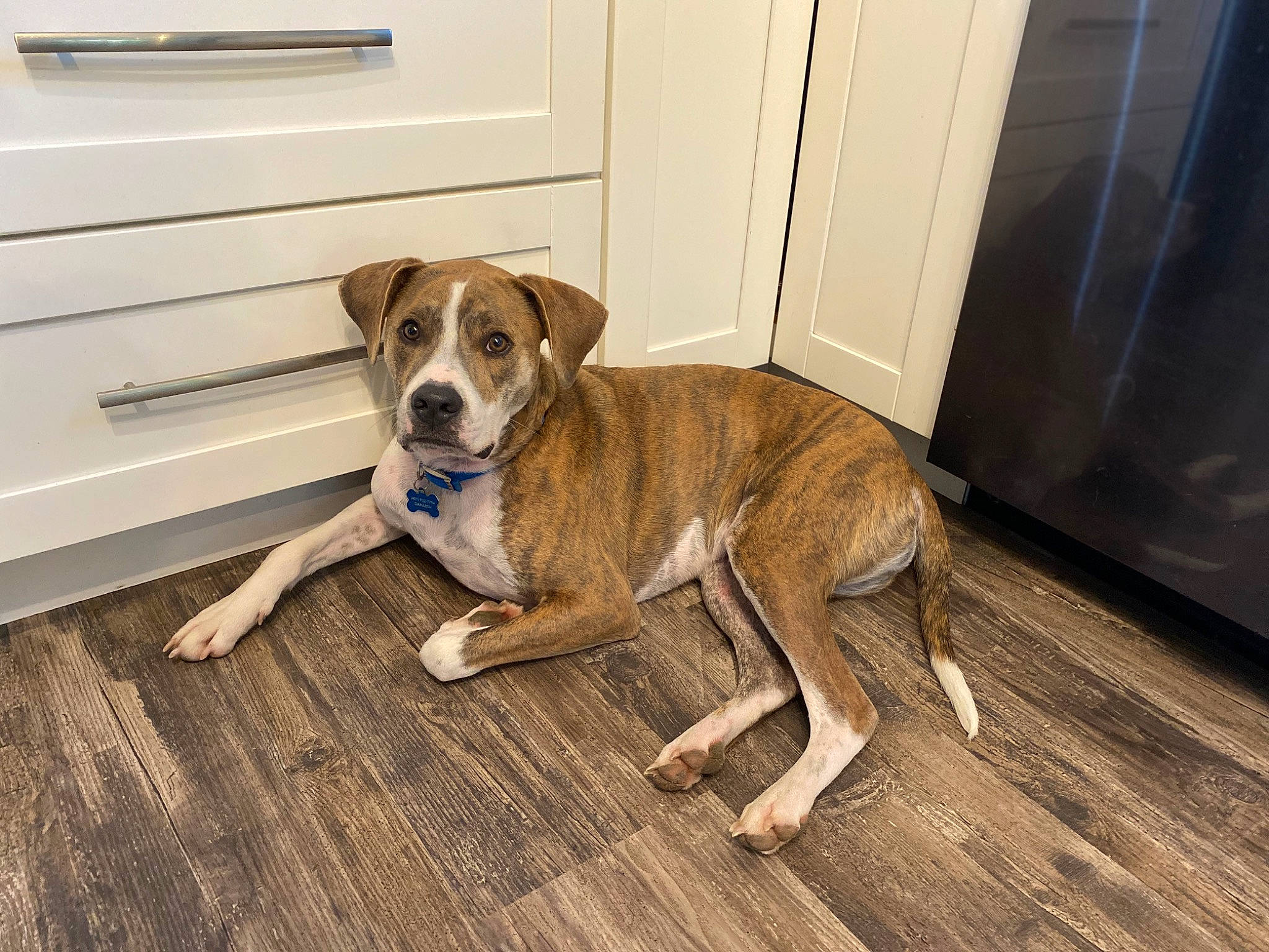 Fred joined the competition — help win amazing prizes! carnivore, collar, companion_dog, dog, dog_breed, door, fawn, floor, flooring, hardwood, laminate_flooring, pet_supply, plank, plywood, tail, varnish, wood, wood_flooring, wood_stain, working_animal