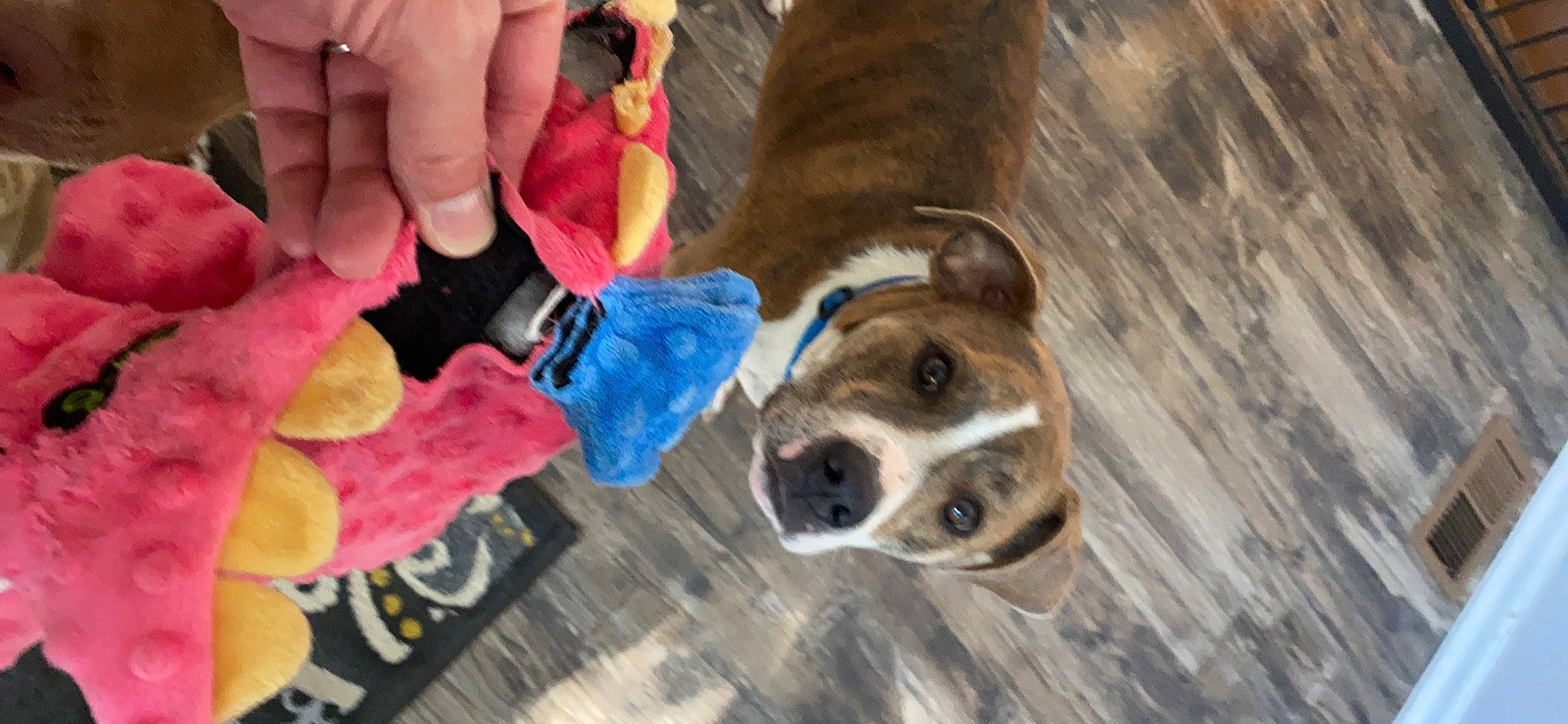 Fred is registered to the contest to win money with this photo: canidae, carnivore, collar, companion_dog, dog, dog_breed, dog_clothes, dog_collar, dog_supply, fawn, fur, leash, nail, pet_supply, snout, thumb, toy, wood, working_animal, wrist