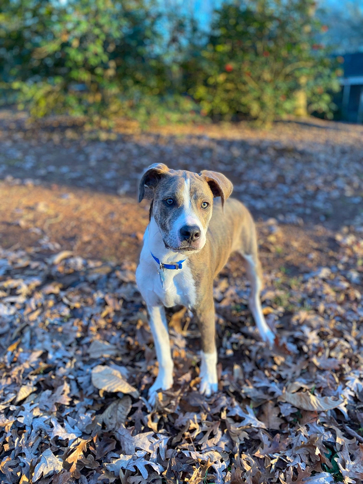 Fred joined the competition — help win amazing prizes! autumn, canidae, carnivore, collar, companion_dog, dog, dog_breed, fawn, grass, hunting_dog, landscape, plant, snout, soil, sporting_group, tail, terrestrial_animal, tree, working_animal, working_dog