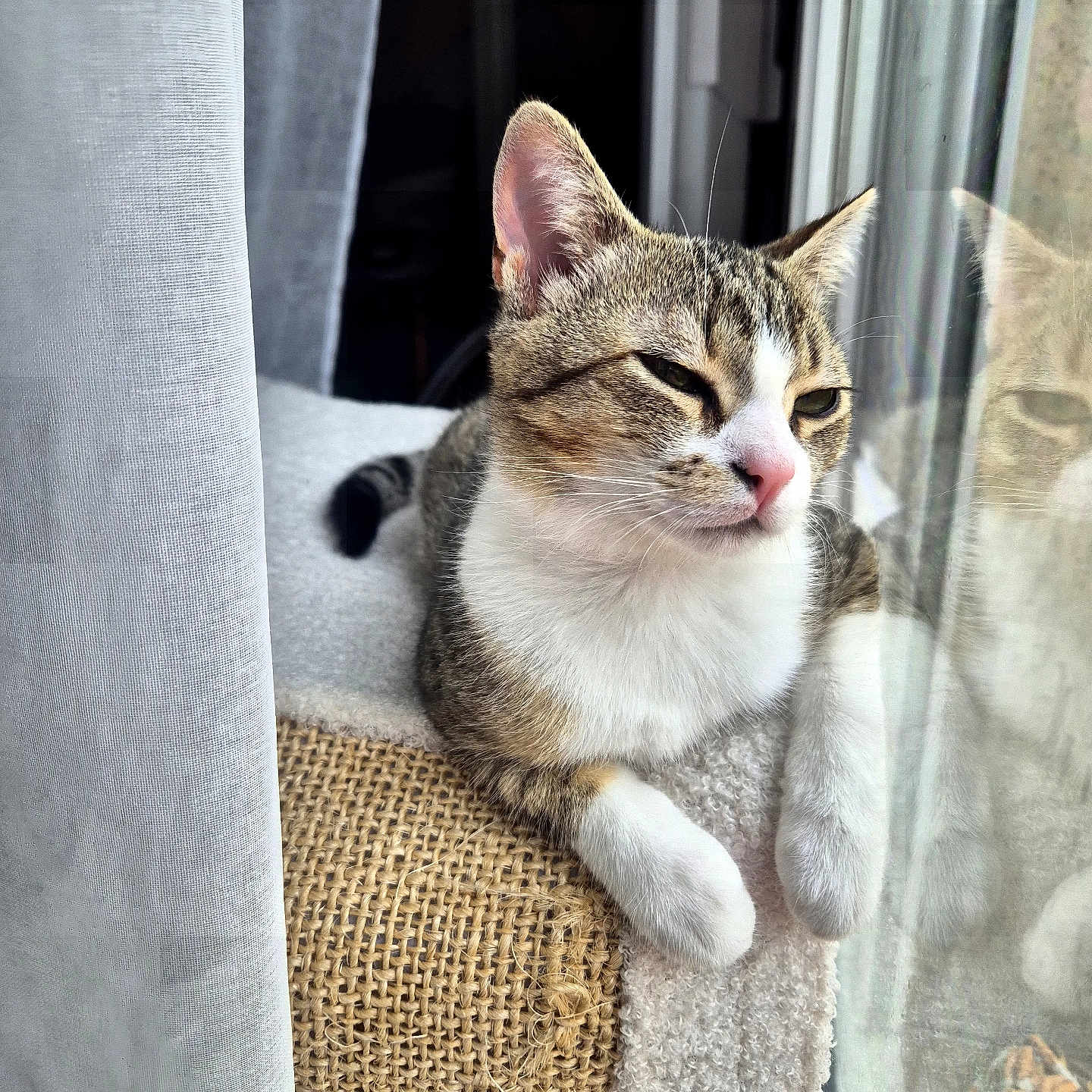 Bulle