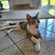 Bulle participe au concours pour gagner de l'argent avec cette photo : animal, blurred_background, cat, closeup, cute, domestic_cat, ears_up, feline, floor_tiles, green_eyes, indoor, lying_down, natural_light, pet, playful, relaxed, tabby, tile_floor, tongue_out, white_paws