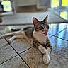 animal, blurred_background, cat, closeup, cute, domestic_cat, ears_up, feline, floor_tiles, green_eyes, indoor, lying_down, natural_light, pet, playful, relaxed, tabby, tile_floor, tongue_out, white_paws