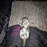Bulle participe au concours pour gagner de l'argent avec cette photo : cat, sleeping, bed, blanket, fluffy, paws, tail, indoor, cute, relaxed, tabby, white_fur, pink_nose, cozy, comfort, resting, feline, domestic_animal, soft_texture, patterned_bedding