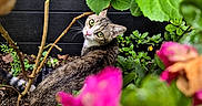 Bulle participe au concours pour gagner de l'argent avec cette photo : cat, tabby_cat, green_eyes, plants, leaves, flowers, pink_flowers, garden, outdoor, nature, curious, feline, pet, wooden_fence, greenery, closeup, animal, looking_back, colorful, flora