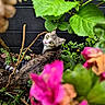cat, tabby_cat, green_eyes, plants, leaves, flowers, pink_flowers, garden, outdoor, nature, curious, feline, pet, wooden_fence, greenery, closeup, animal, looking_back, colorful, flora