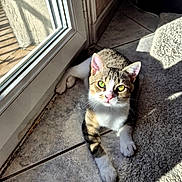 Bulle a rejoint le concours — aidez-le/la à gagner de superbes lots ! cat, tabby, green_eyes, sunlight, tile_floor, carpet, indoor, pet, feline, curious, relaxed, whiskers, pink_nose, door, shadow, window, paw, animal, cute, domestic