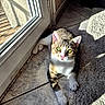 cat, tabby, green_eyes, sunlight, tile_floor, carpet, indoor, pet, feline, curious, relaxed, whiskers, pink_nose, door, shadow, window, paw, animal, cute, domestic