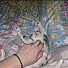 Bulle participe au concours pour gagner de l'argent avec cette photo : kitten, cat, hand, bed, blanket, paw, pet, animal, sleeping, relaxed, indoor, cozy, striped, fur, cute, human, comfort, resting, patterned_bedspread, domestic_cat