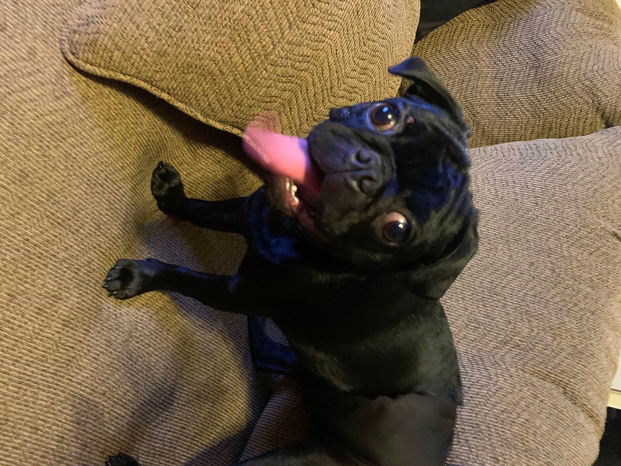 Cubby joined the competition — help win amazing prizes! black_cat, carnivore, comfort, companion_dog, dog, dog_breed, electric_blue, fawn, felidae, grey, hat, linens, personal_protective_equipment, purple, small_to_medium_sized_cats, snout, stuffed_toy, toy, toy_dog, working_animal