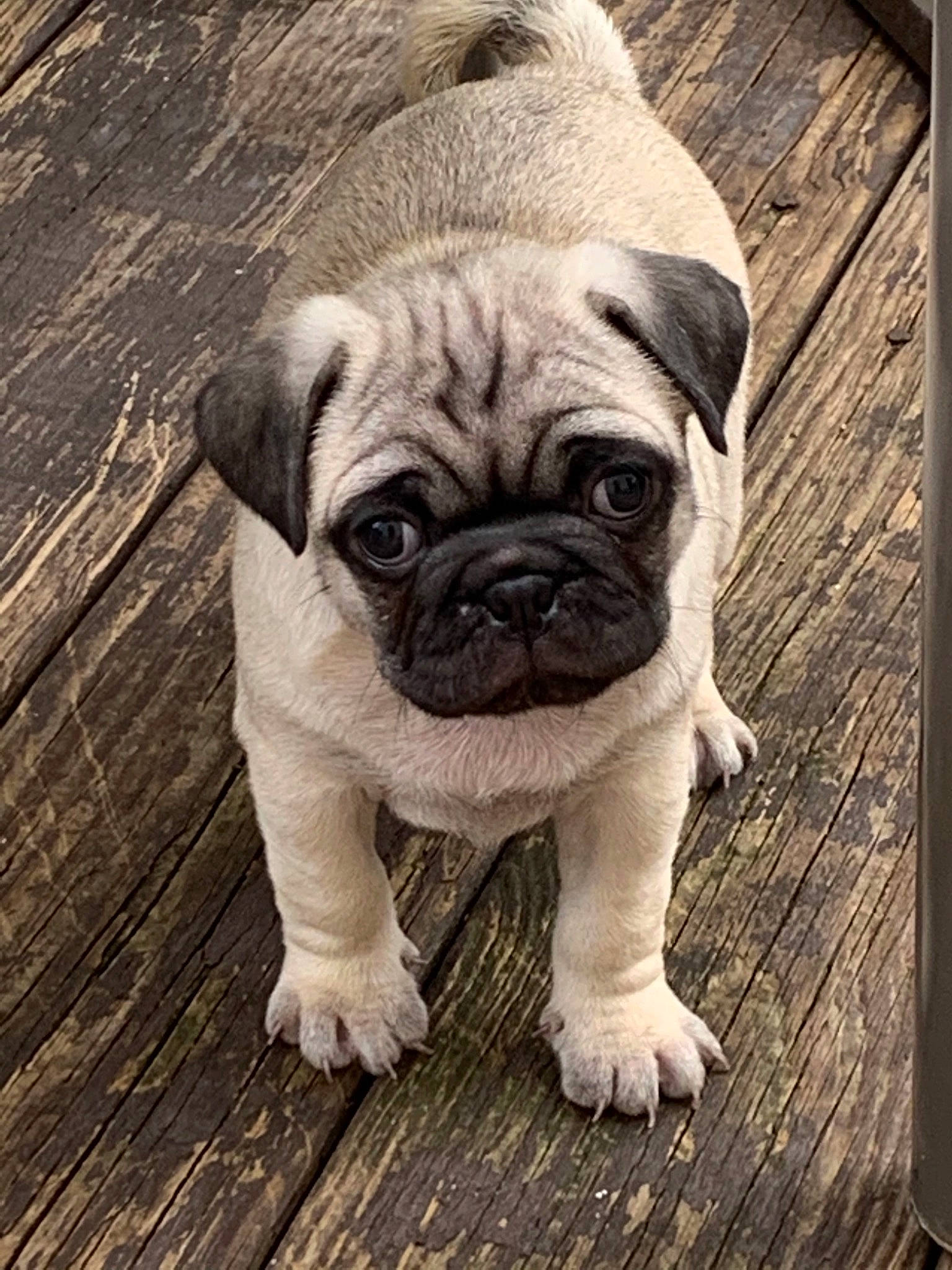 Cubby is registered to the contest to win money with this photo: canidae, carnivore, companion_dog, dog, dog_breed, fawn, flooring, grass, hardwood, iris, plank, pug, snout, sporting_group, terrestrial_animal, toy_dog, whiskers, wood, working_animal, wrinkle