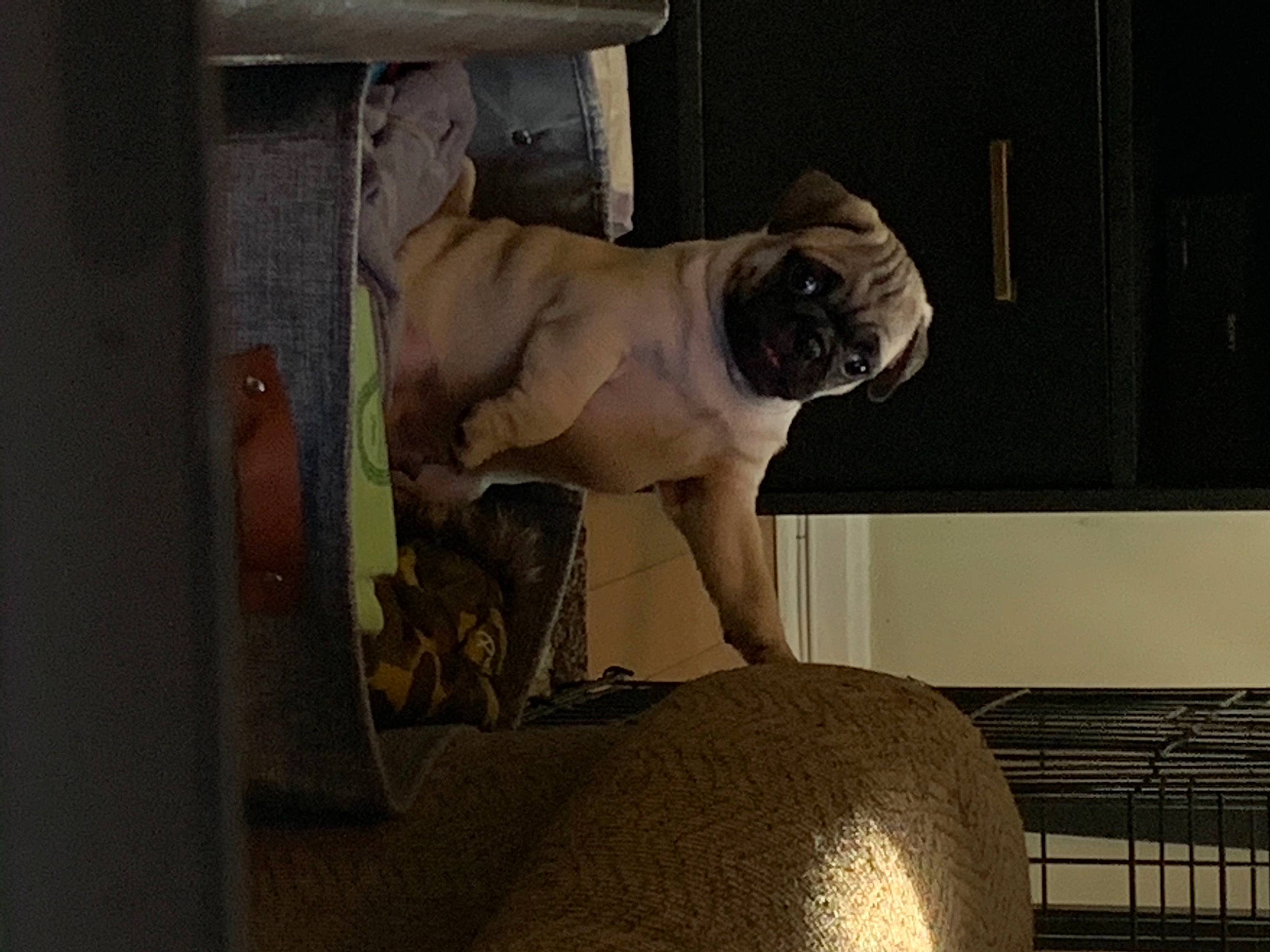 Cubby is registered to the contest to win money with this photo: art, canidae, carnivore, comfort, companion_dog, dog, dog_breed, door, fawn, house, pet_supply, pug, snout, sporting_group, tints_and_shades, toy_dog, window, wood, working_animal, wrinkle