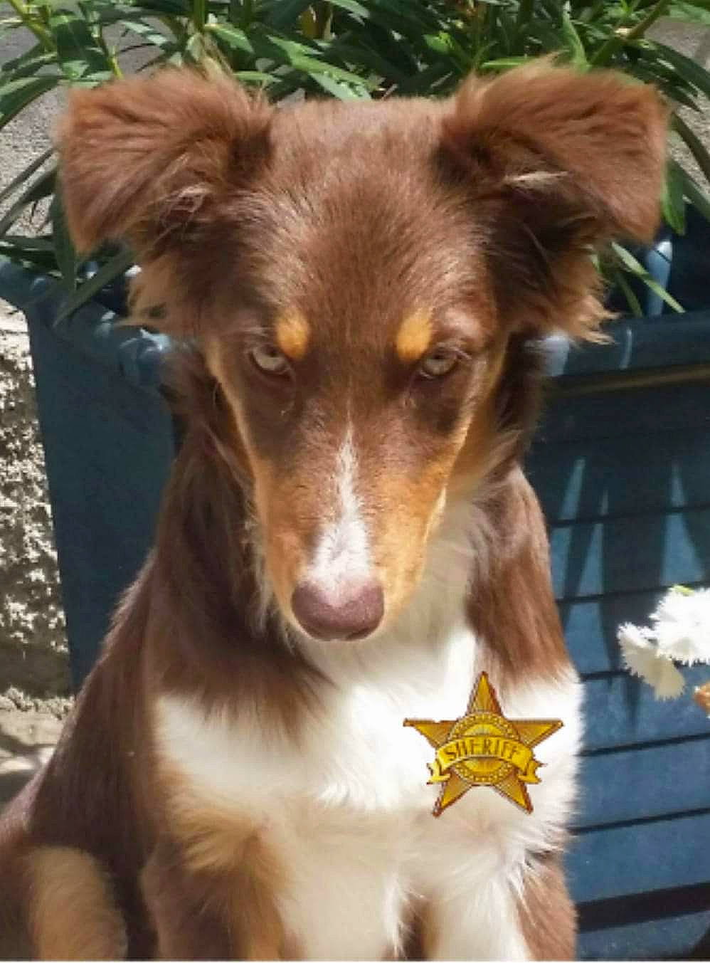 Jessy a rejoint le concours — aidez-le/la à gagner de superbes lots ! australian_collie, australian_shepherd, basque_shepherd_dog, border_collie, canidae, carnivore, collie, companion_dog, dog, dog_breed, fawn, liver, mammal, rare_breed_dog, scotch_collie, sporting_group, vertebrate, whiskers, working_dog