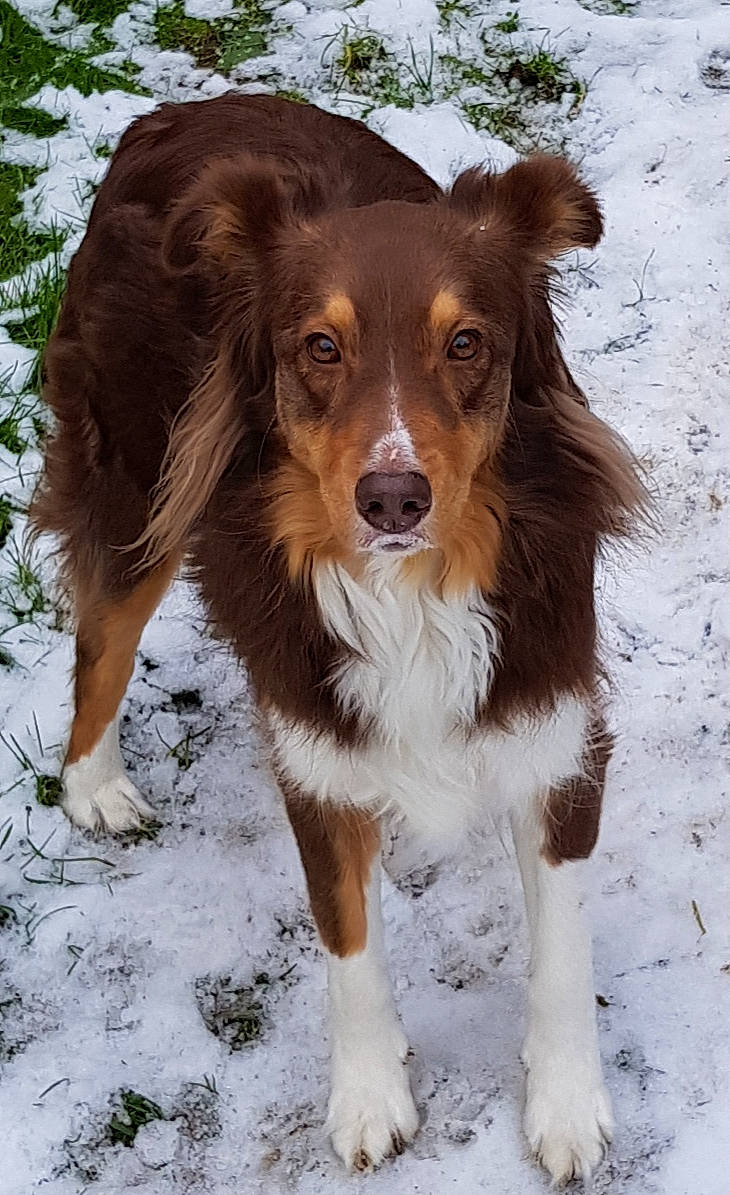 Jessy participe au concours pour gagner de l'argent avec cette photo : australian_collie, australian_shepherd, border_collie, canidae, carnivore, companion_dog, dog, dog_breed, english_shepherd, herding_dog, mammal, nova_scotia_duck_tolling_retriever, rare_breed_dog, small_greek_domestic_dog, snout, snow, sporting_group, vertebrate, welsh_sheepdog, working_dog