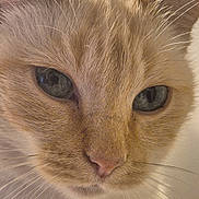 Hera participe au concours pour gagner de l'argent avec cette photo : animal, blue_eyes, cat, close_up, cream_cat, cute, domestic_cat, face, feline, fur, furry, indoor, looking_down, mammal, orange_cat, pet, portrait, soft_light, whisker, whiskers
