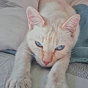 Hera a rejoint le concours — aidez-le/la à gagner de superbes lots ! cat, cream_colored, blue_eyes, stretching, paws, close_up, feline, pet, indoor, relaxed, curious, whiskers, fur, pink_nose, cute, animal, mammal, soft_surface, resting, portrait