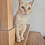 Hera a rejoint le concours — aidez-le/la à gagner de superbes lots ! cat, cream_colored, blue_eyes, wooden_stairs, wooden_post, indoor, pet, animal, feline, curious, sitting, close_up, whiskers, paws, fur, domestic_cat, looking, quiet, calm, house