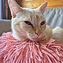 Hera participe au concours pour gagner de l'argent avec cette photo : cat, close_up, cream_colored, fluffy_pillow, pink_pillow, resting, indoor, wooden_wall, soft_light, calm, pet, feline, whiskers, ears, nose, fur, cozy, home, relaxed, portrait