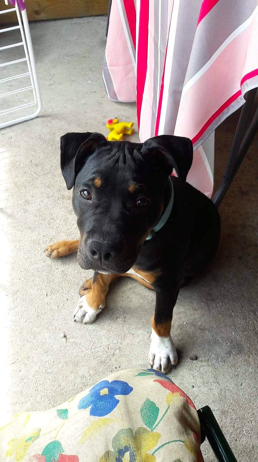 Mango participe au concours pour gagner de l'argent avec cette photo : canidae, carnivore, collar, companion_dog, dog, dog_breed, dog_supply, flooring, fur, guard_dog, paw, rottweiler, snout, sporting_group, working_animal, working_dog