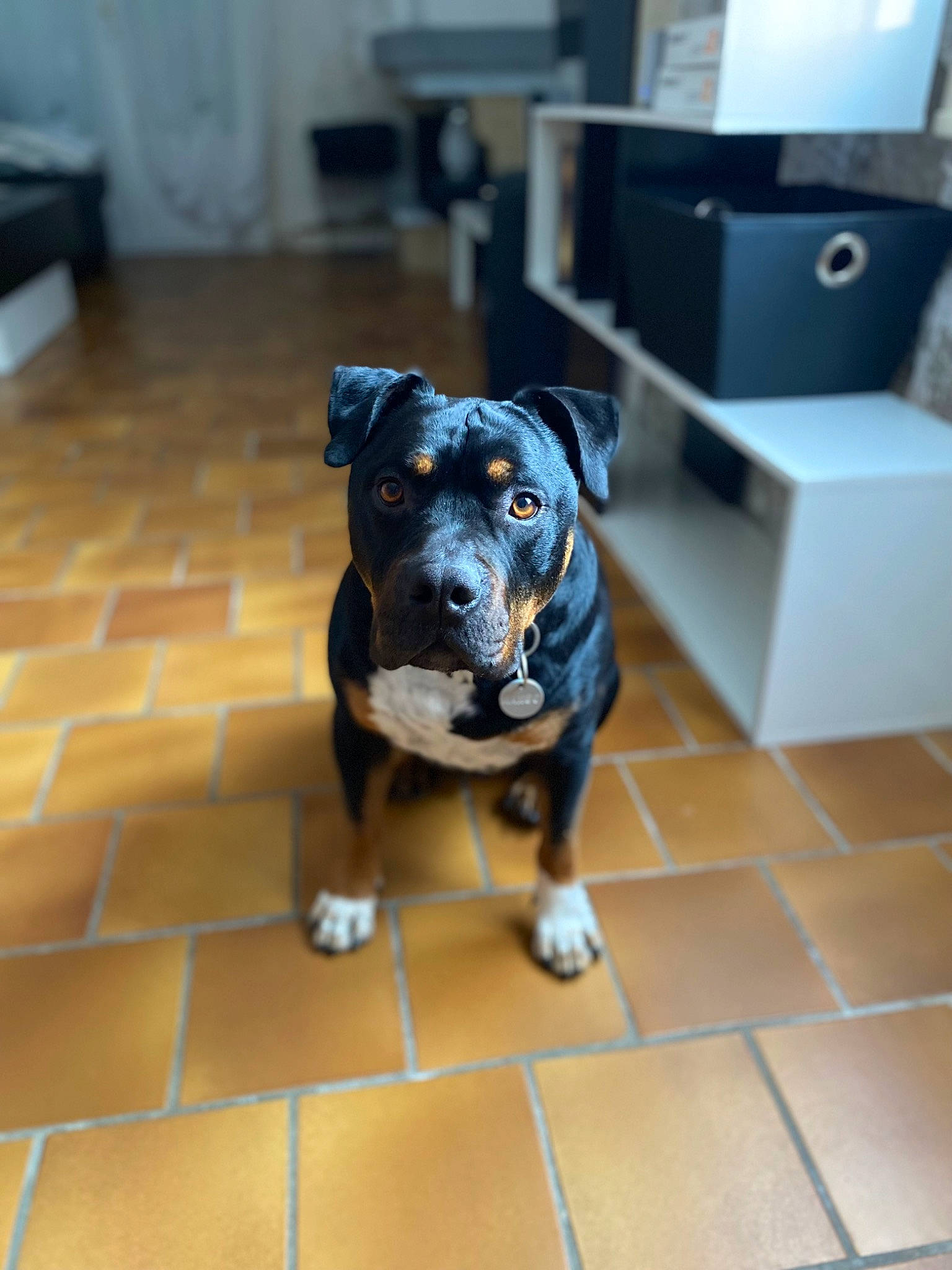 Mango participe au concours pour gagner de l'argent avec cette photo : box, canidae, carnivore, companion_dog, dog, dog_breed, dog_supply, electric_blue, fawn, floor, flooring, fur, guard_dog, hardwood, non_sporting_group, snout, sporting_group, toy_dog, working_animal, working_dog